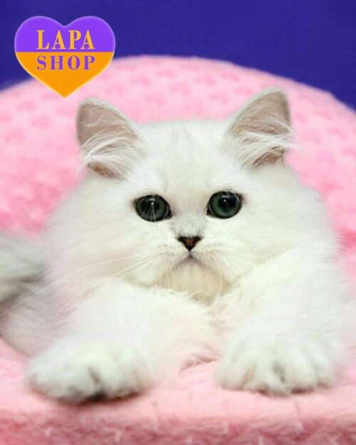 сріблястий перський котик