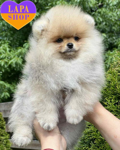 Pomeranian spitz orange color