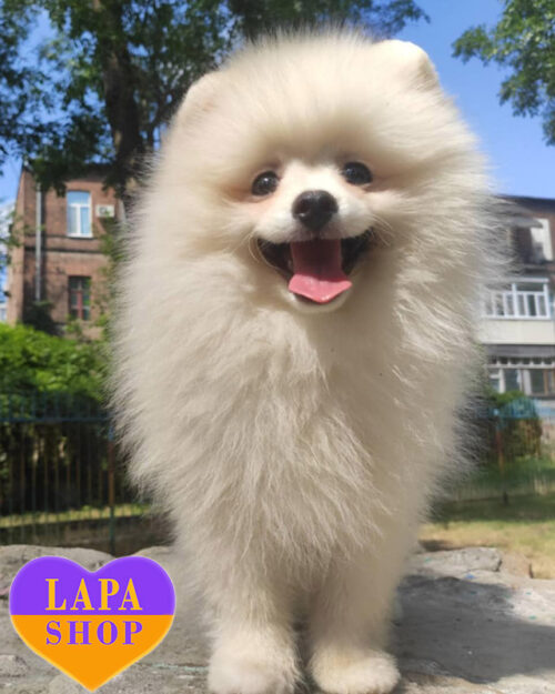 cream Pomeranian
