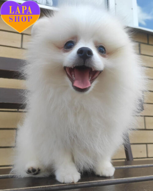 white Pomeranian