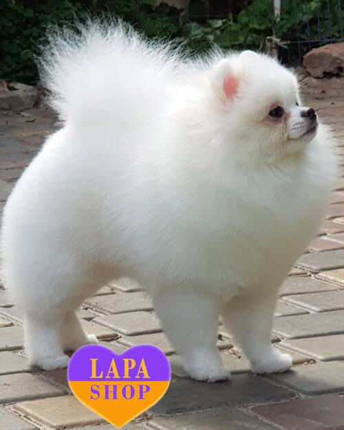 білий померанський шпіц