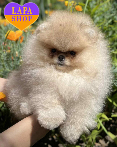 оранж соболиний померанський шпіц