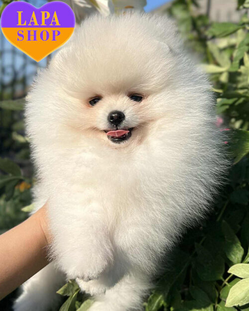 кремовий померанський шпіц