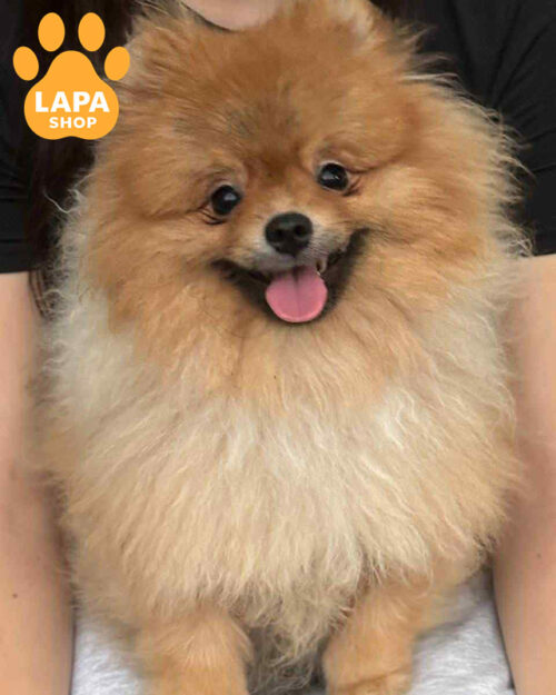 померанський шпіц забарвлення оранж соболь