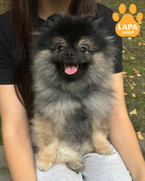 чепрачний померанський шпіц