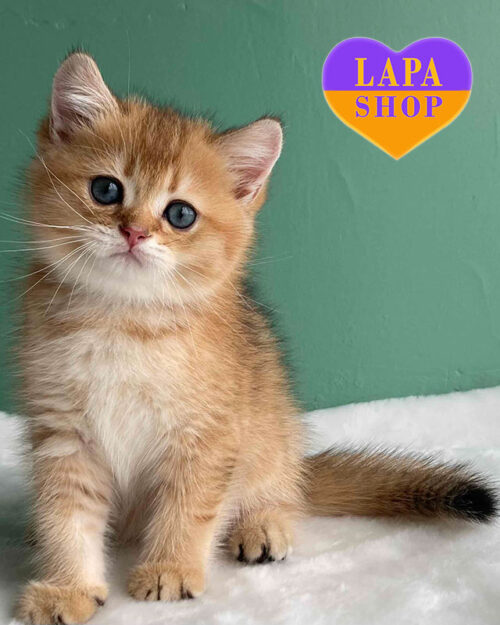 чорний золотий скотіш-страйт