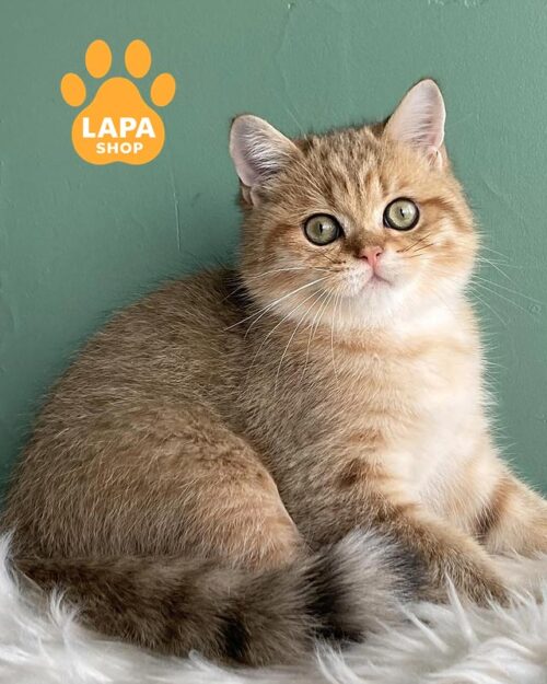 золотий скотіш-страйт