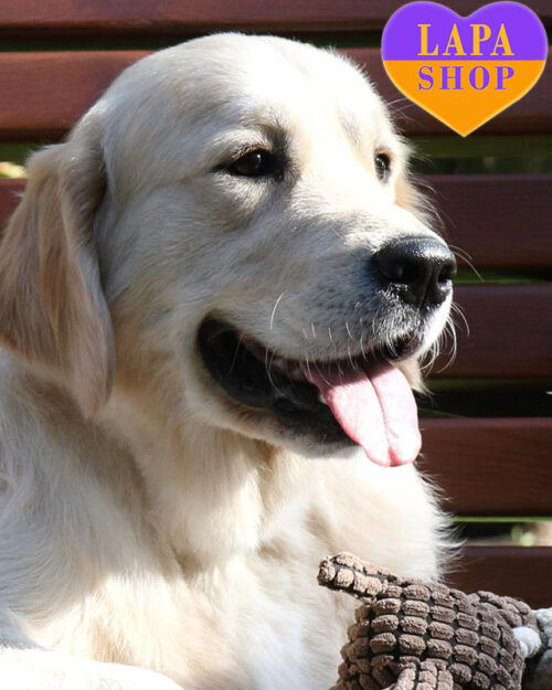 золотистий ретривер