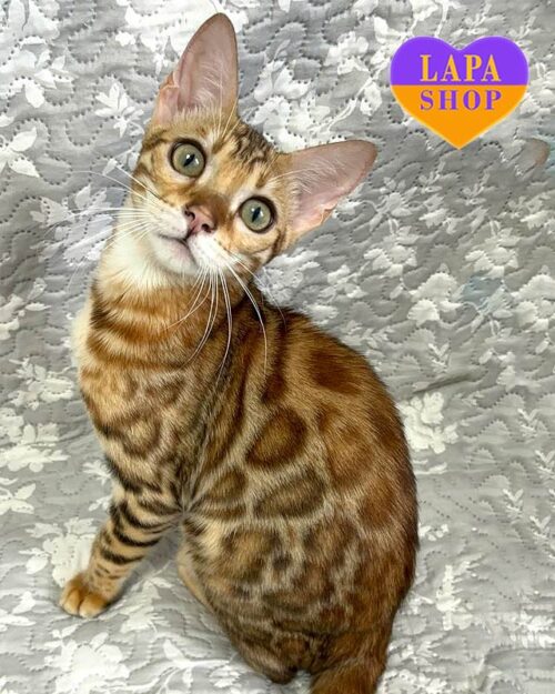 золота бенгальська кішка