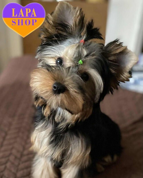 йоркширский терьер окрас стил блю