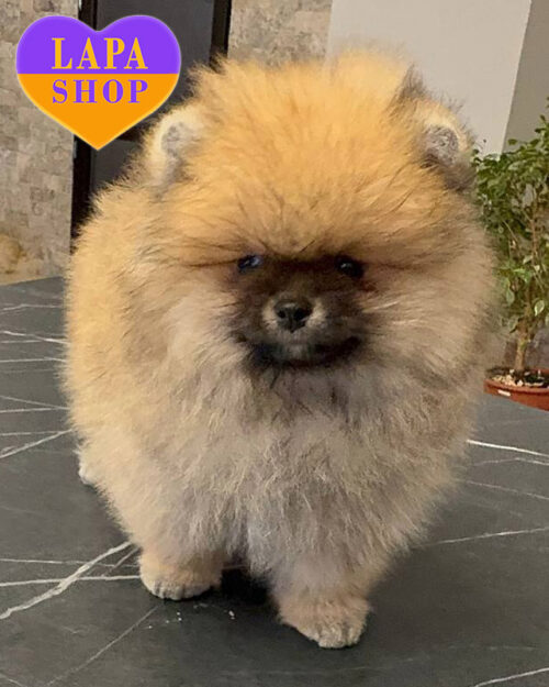 рудий померанський шпіц