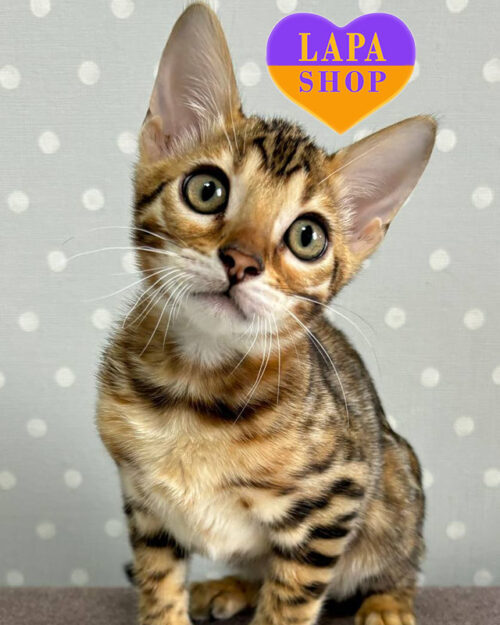 бангальская окраса розетка на золоте