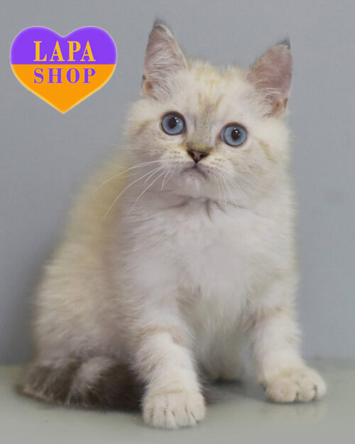 британська короткошерста забарвлення блакитний колор пойнт