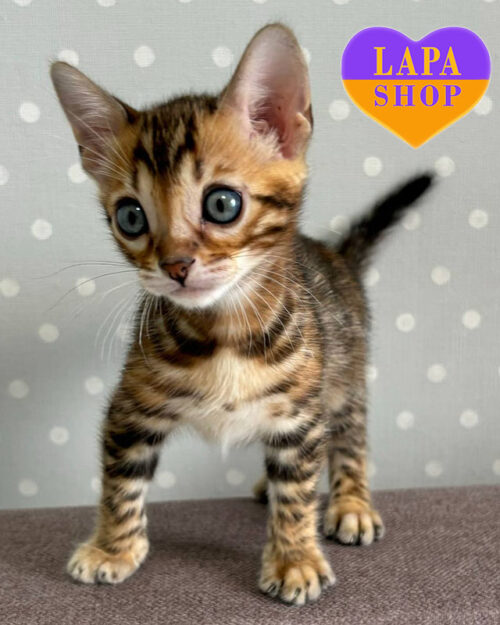 бенгальская окраса розетка на золоте