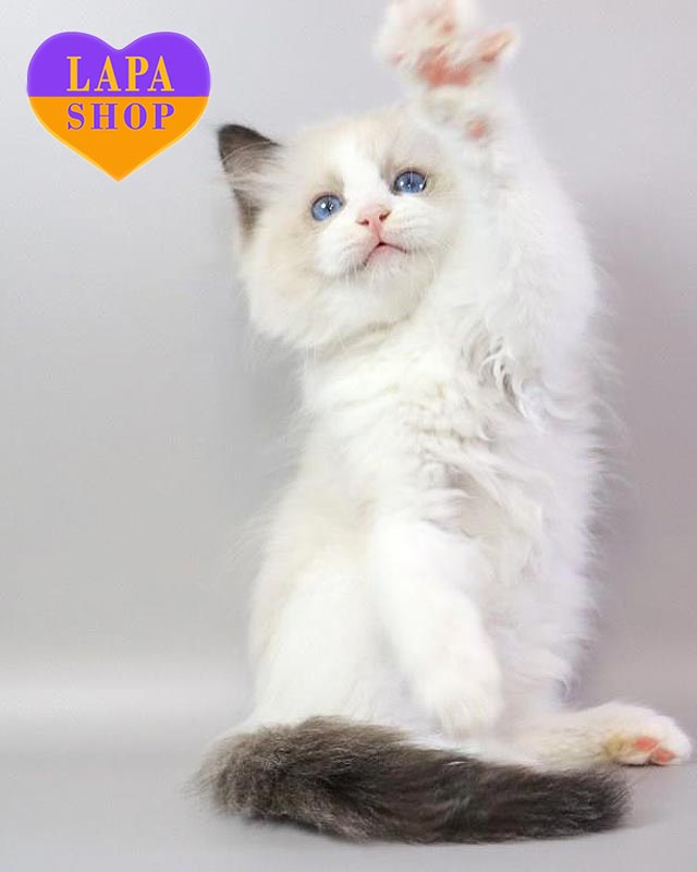 біколорний регдол