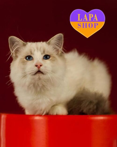 рэгдолл окрасом голубой биколор