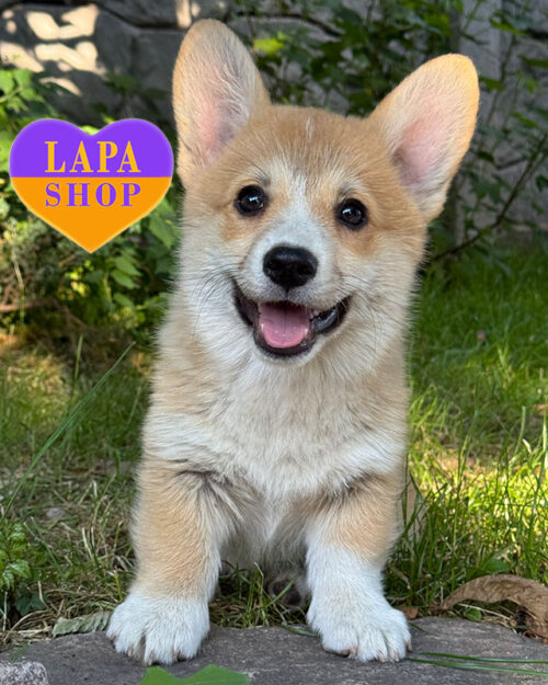 рыже-белый вельш-корги пемброк