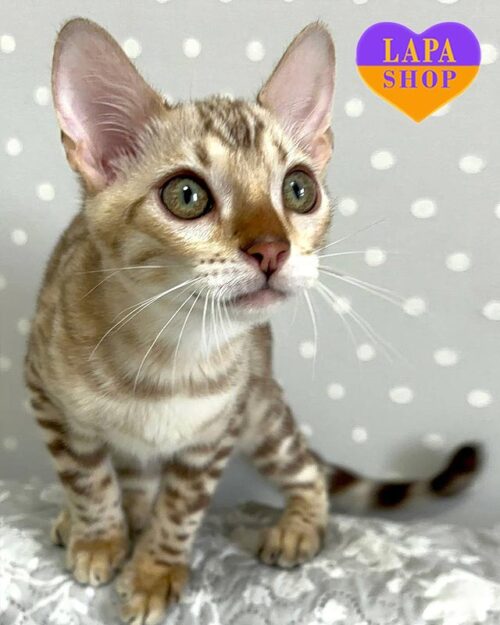 сніговий бенгал