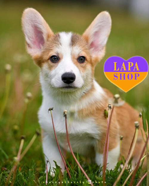 рудо-білий вельш коргі пемброк