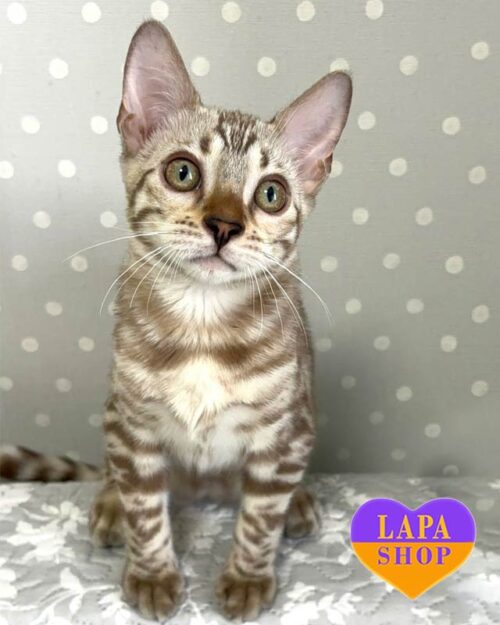 сніговий бенгал