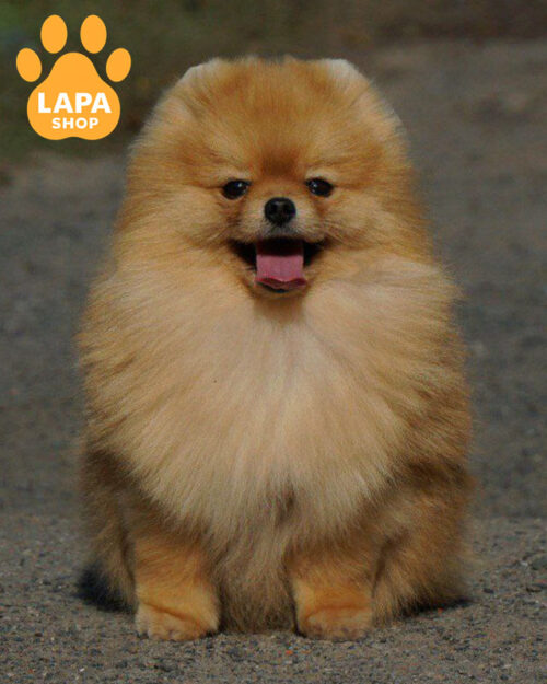 рудий померанський шпіц