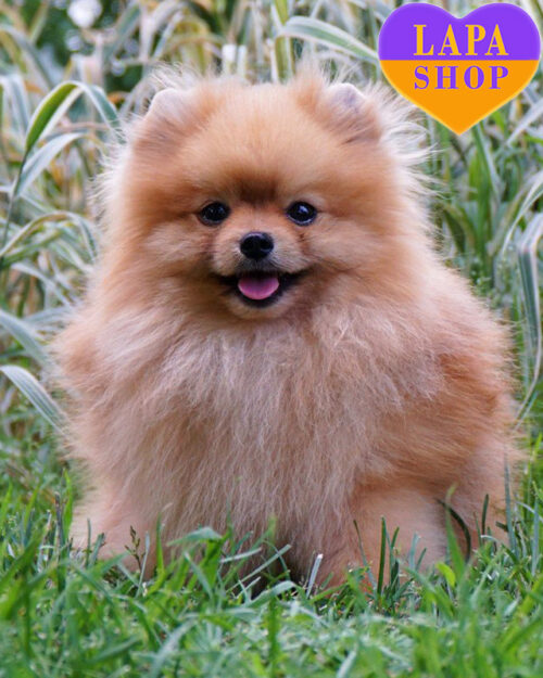 Pomeranian Puppies Change Color Pomeranian Puppies For Sale From