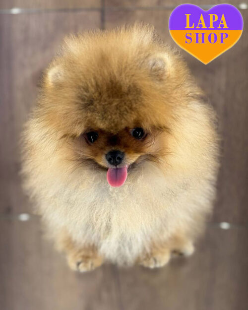 Red Pomeranian Spitz