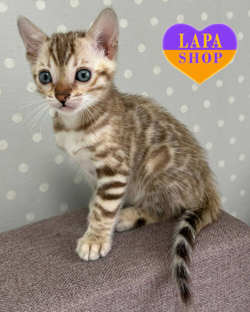 снігова бенгальська