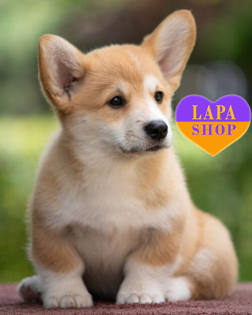 рыже-белый вельш-корги пемброк