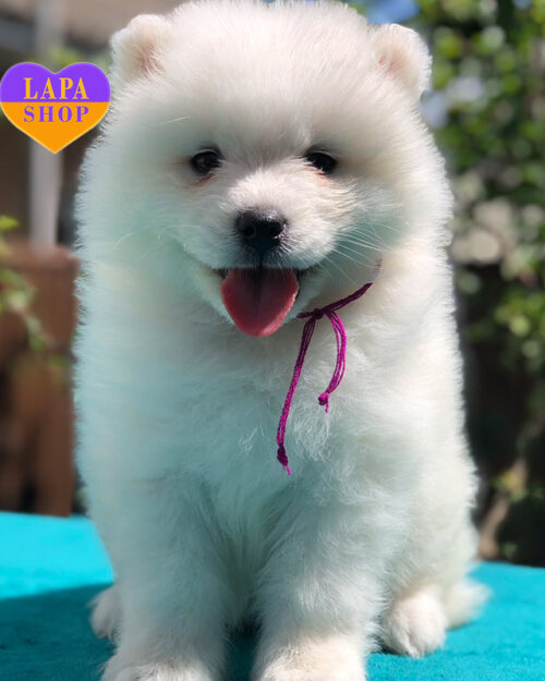 білий самоїд