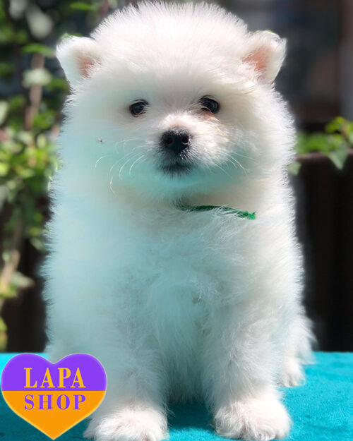 білий самоїд