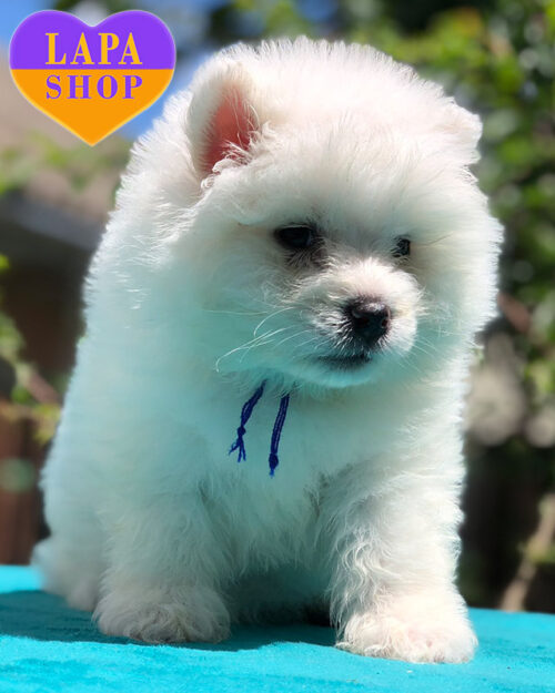 білий самоїд