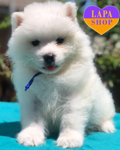 белый самоед