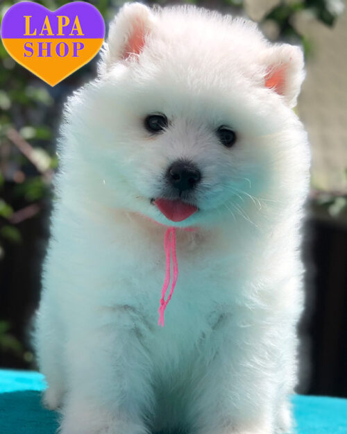 белый самоед