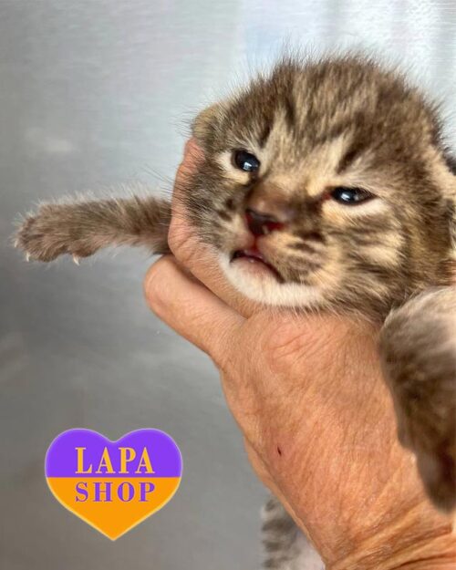 кошка саванна F2