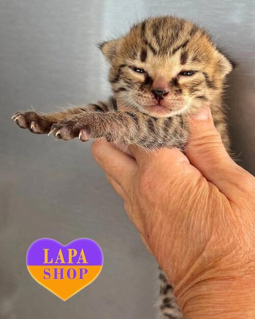 кошка саванна F2