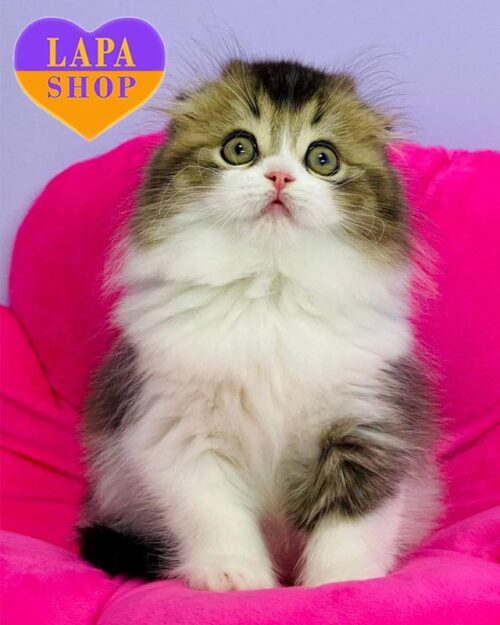 ticked-white Highland Fold