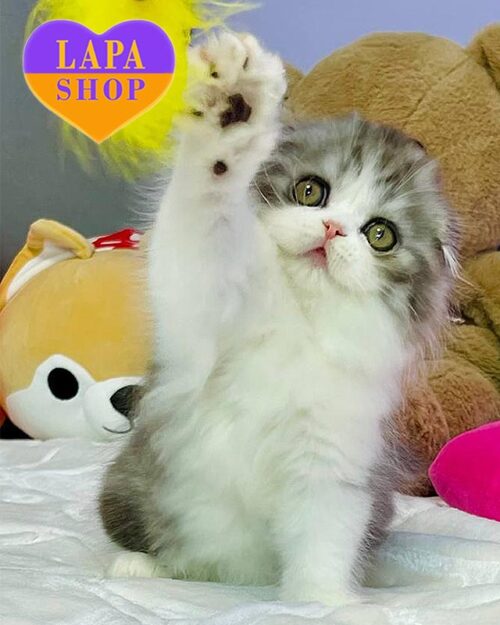 silver-white Highland Fold