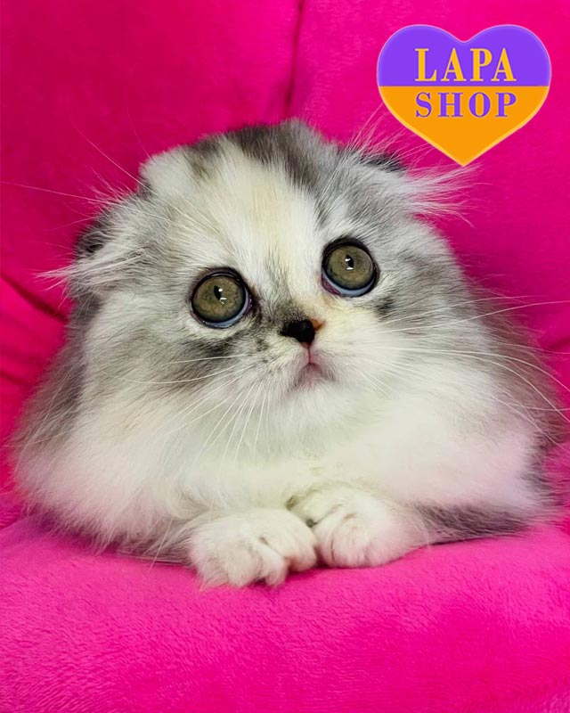 черепахово-срібляста кішка хайленд-фолд