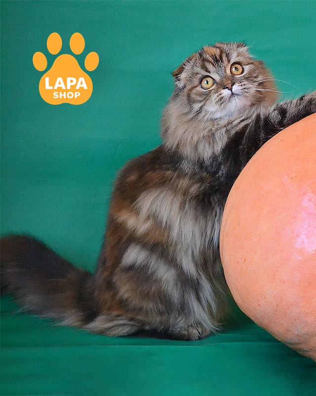 черепахова кішка хайленд-фолд