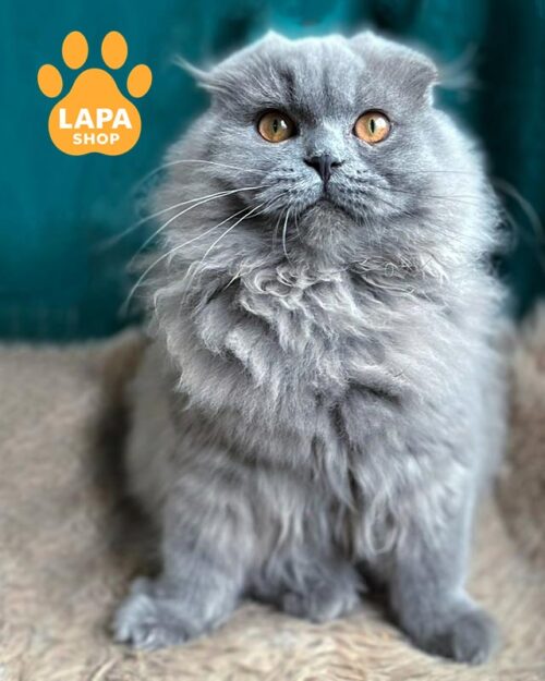 блакитний хайленд-фолд