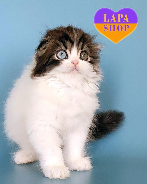 чорний ван хайленд-фолд