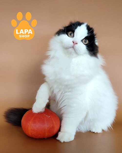 чорний ван хайленд-фолд