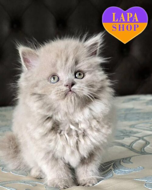 лиловый хайленд-страйт