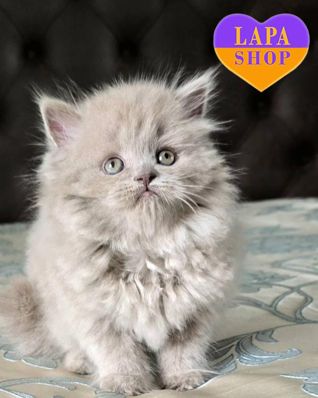 лиловый хайленд-страйт