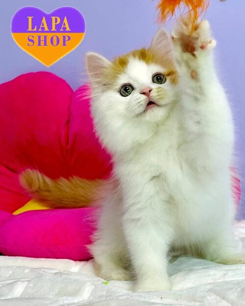 бело-рыжий хайленд-страйт