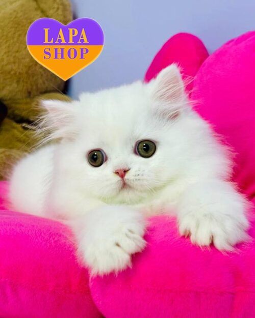 snow-white Highland Straight