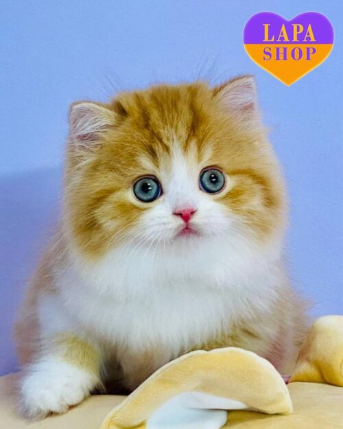 бело-рыжий хайленд-страйт