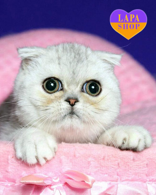 срібляста висловуха кішка