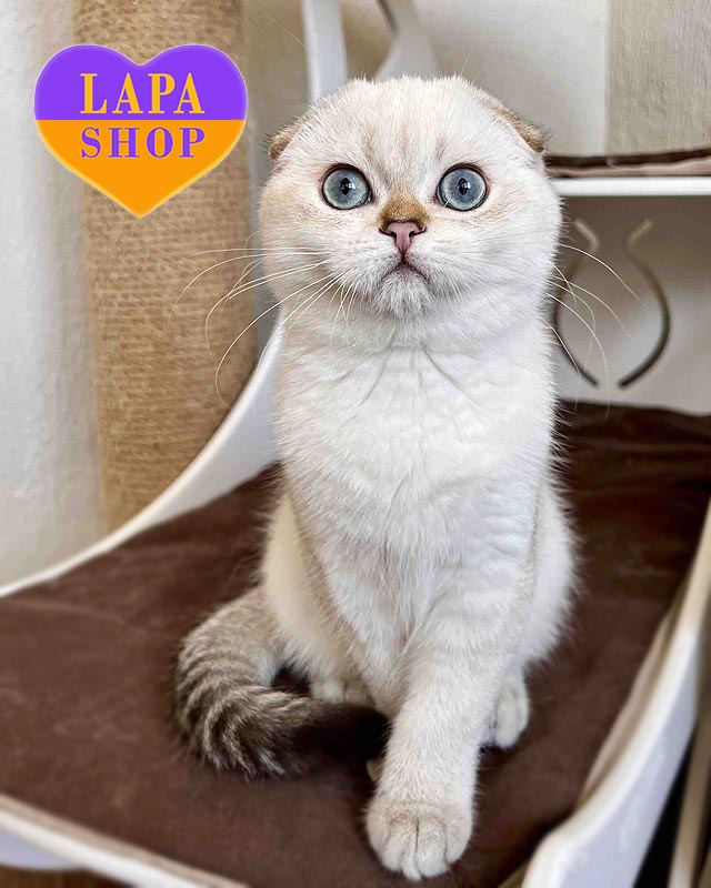 колор пойнтовий скотіш-фолд